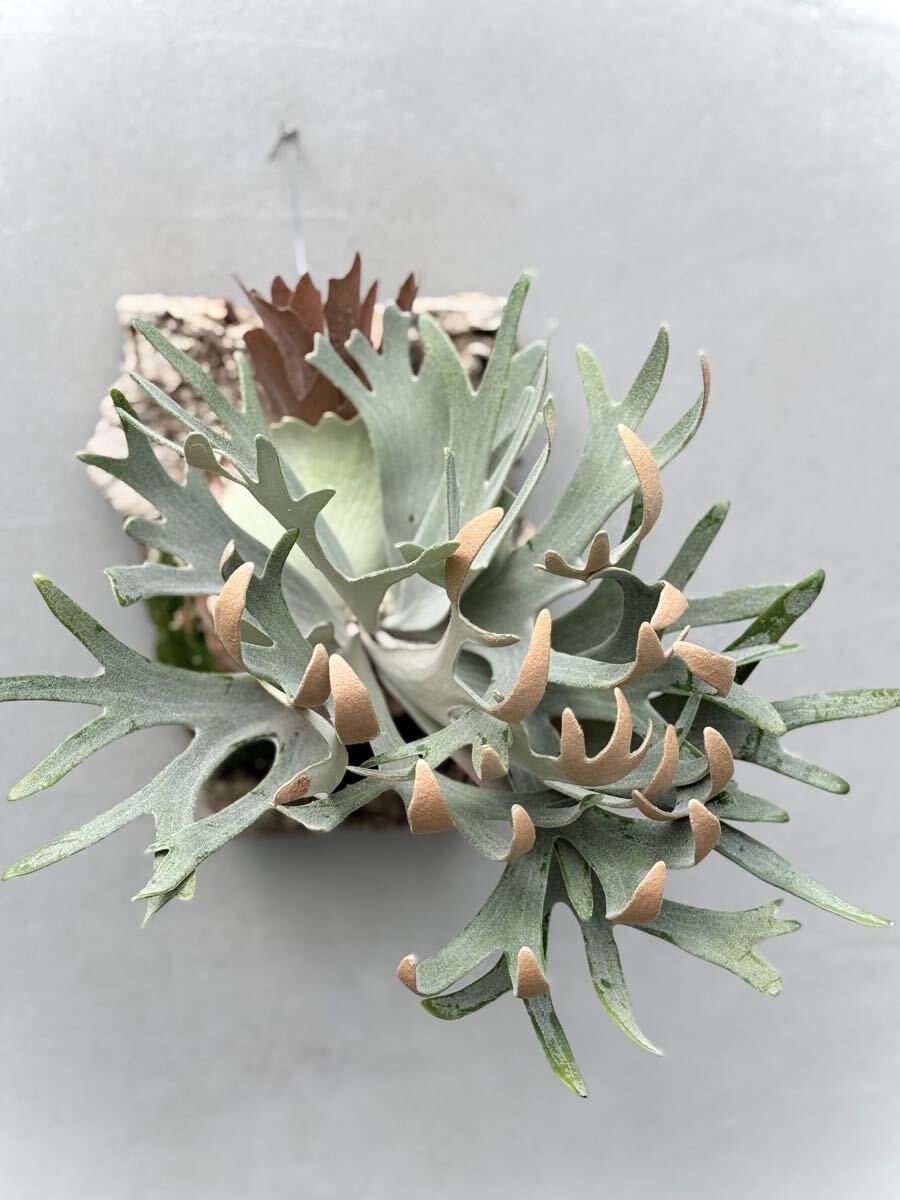 ビカクシダ P.Unicorn spore P. 'Unicorn' spore grown ユニコーン【vandaka】ビカクシダ