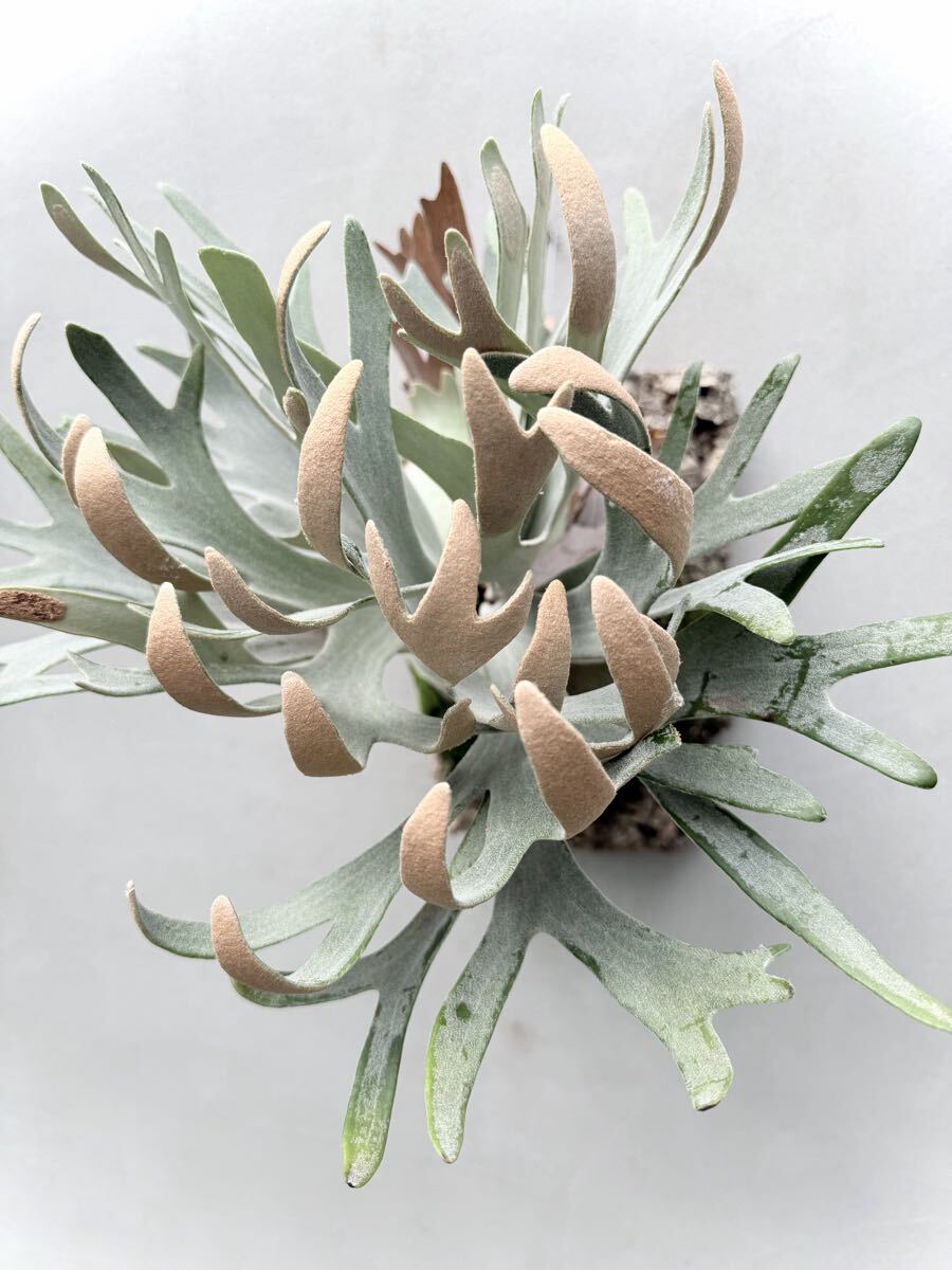 ビカクシダ P.Unicorn spore P. 'Unicorn' spore grown ユニコーン【vandaka】ビカクシダ