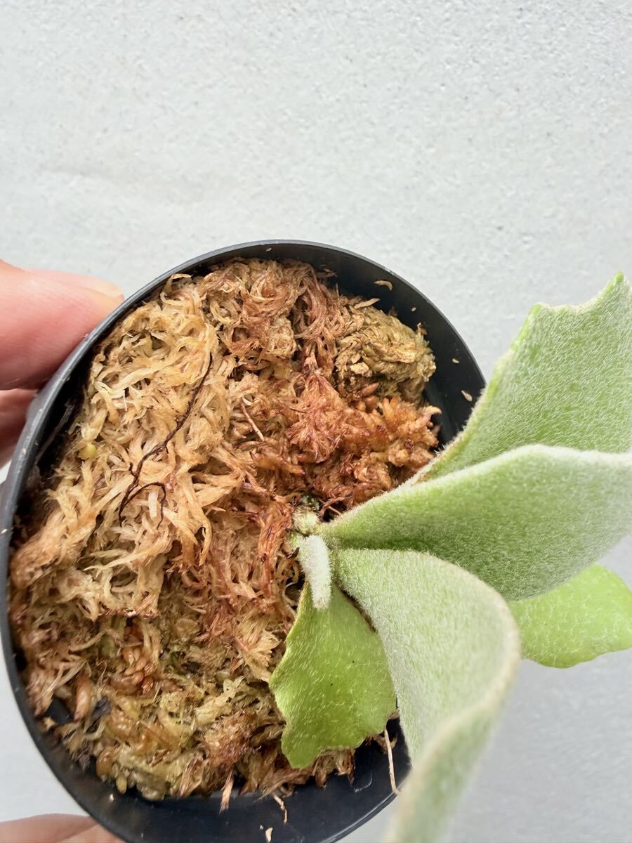 P. 'Unicorn' spore grown ユニコーン【vandaka】ビカクシダ