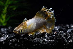 夢中メダカの値段と価格推移は？｜223件の売買データから夢中メダカの 