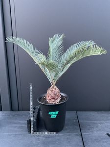 A スーパーブルー サイカス カイルンシアナ スペシャル株 赤肌 丸々 オススメ 激レア！現品お届け】サイカス カイルンシアナ（ブルーソテツ）5号