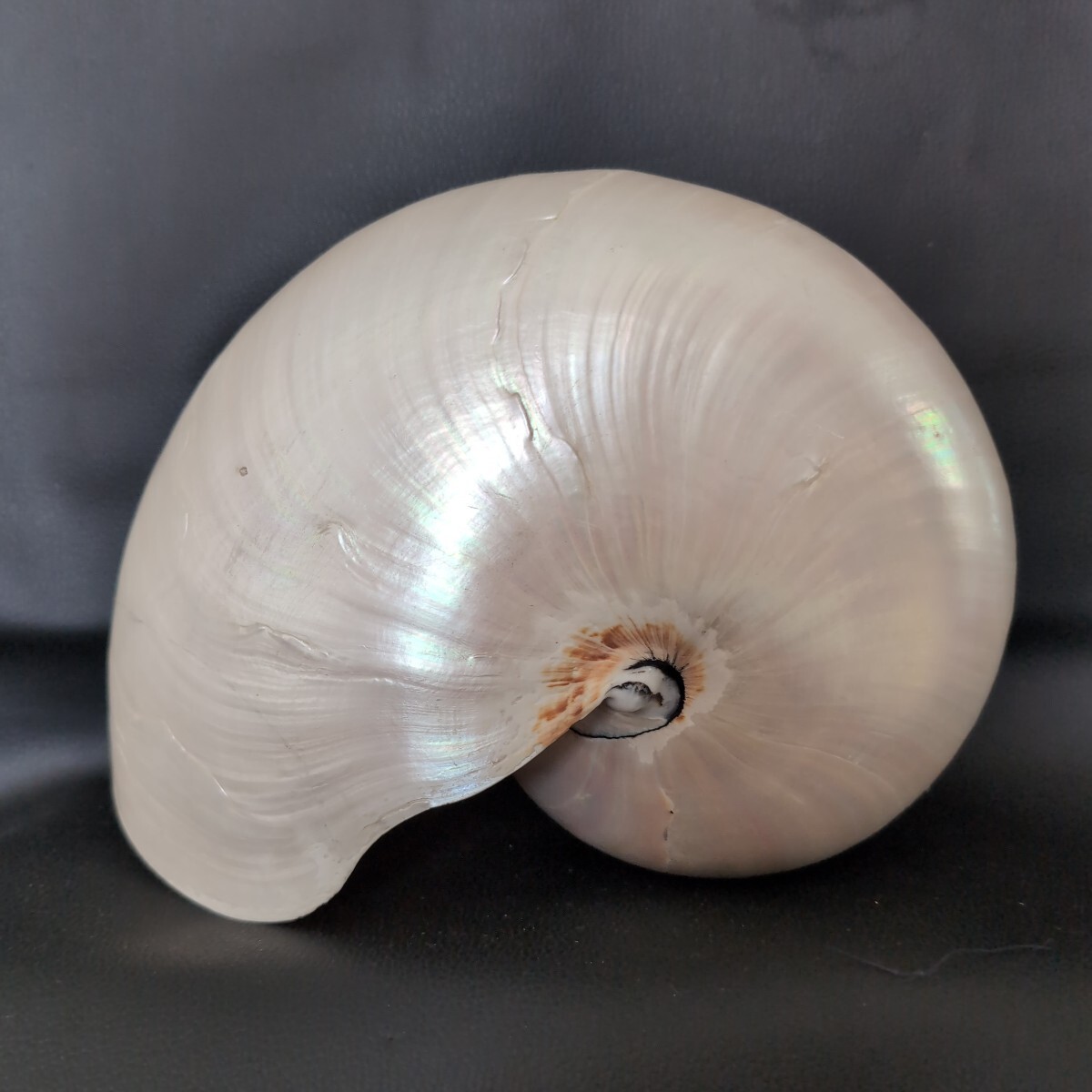 オウムガイ Pearl Nautilus Shell 磨き済み 約270g 巻貝 貝殻 オウム貝