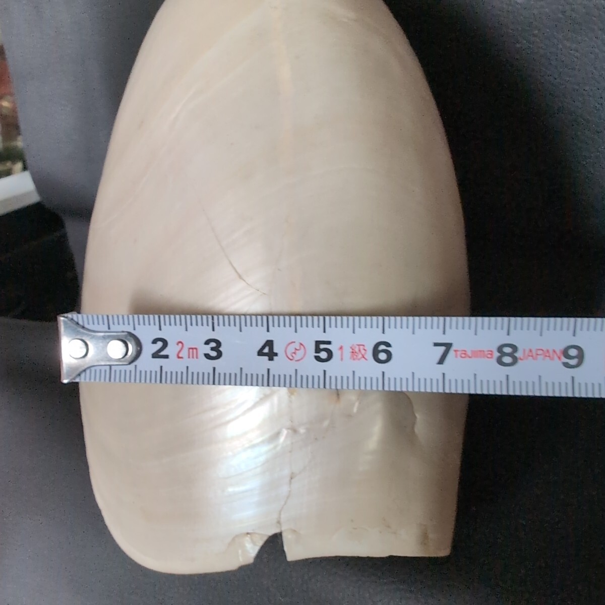オウムガイ Pearl Nautilus Shell 磨き済み 約270g 巻貝 貝殻 オウム貝