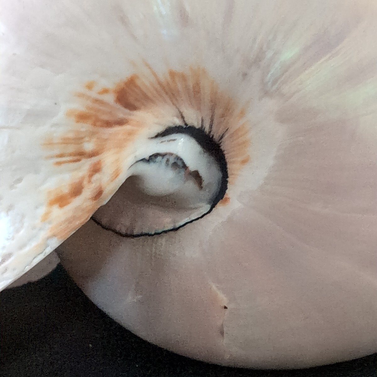 オウムガイ Pearl Nautilus Shell 磨き済み 約270g 巻貝 貝殻 オウム貝