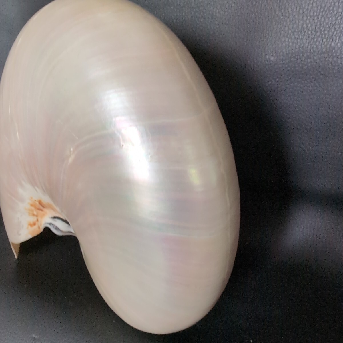 オウムガイ Pearl Nautilus Shell 磨き済み 約270g 巻貝 貝殻 オウム貝