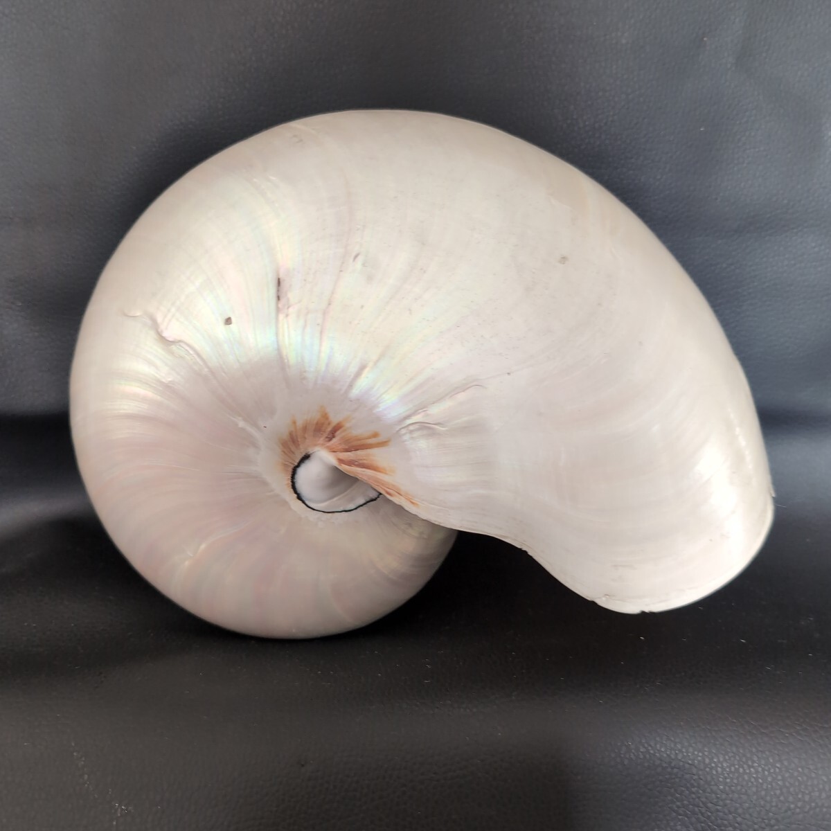 オウムガイ Pearl Nautilus Shell 磨き済み 約270g 巻貝 貝殻 オウム貝