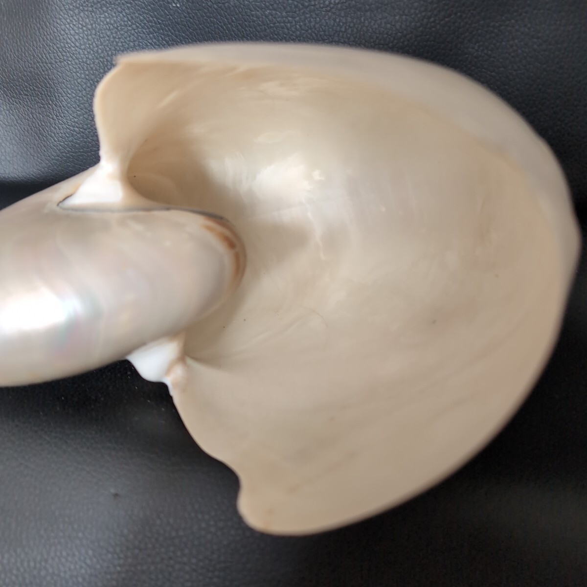 オウムガイ Pearl Nautilus Shell 磨き済み 約270g 巻貝 貝殻 オウム貝