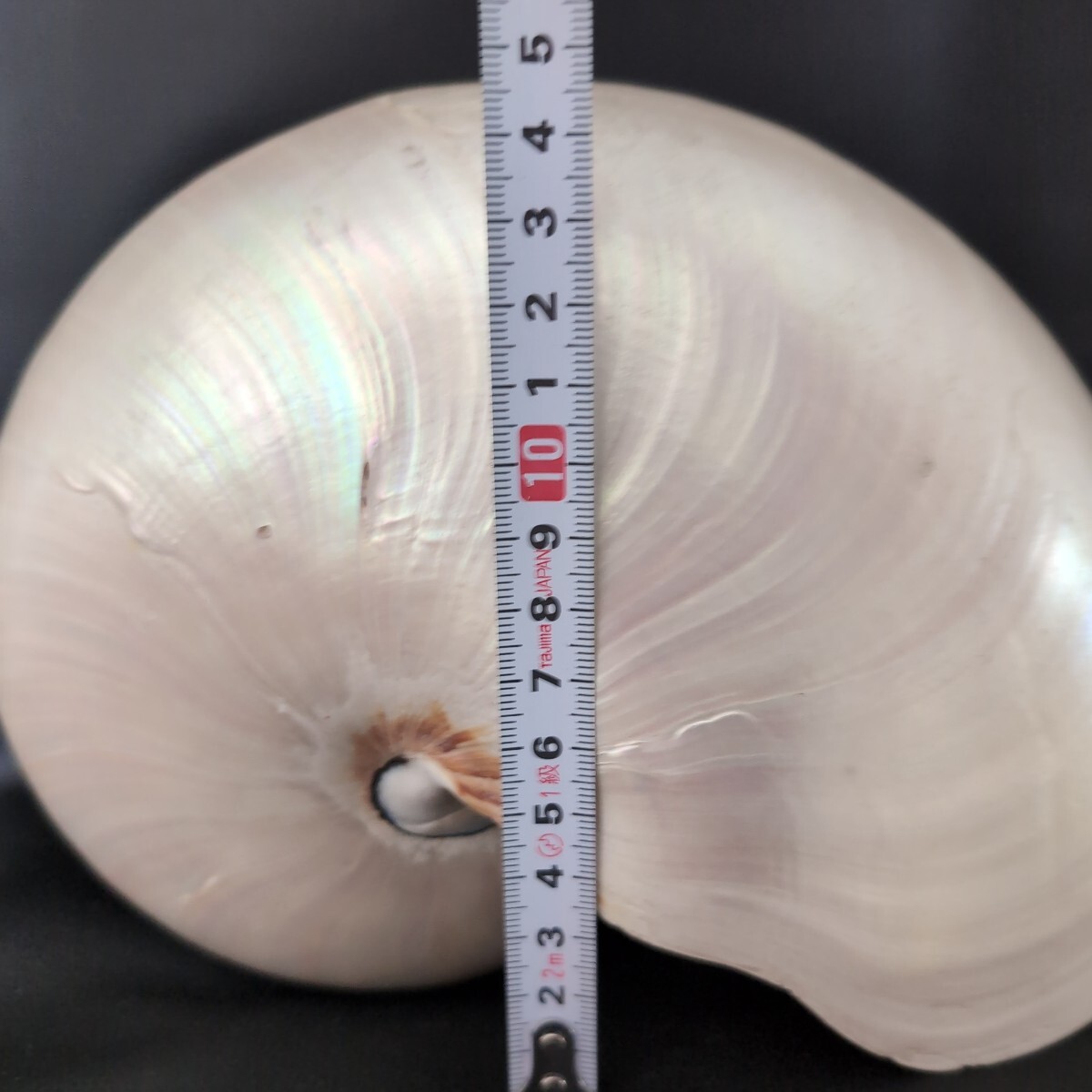 オウムガイ Pearl Nautilus Shell 磨き済み 約270g 巻貝 貝殻 オウム貝