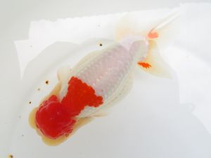 らんちゅう　取引150件以上達成！！ 金魚 らんちゅうの値段と価格推移は？｜643件の売買データから金魚