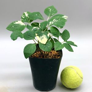 ヤマシャクヤク 山野草のYahoo!オークション(旧ヤフオク!)の相場・価格
