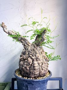 Yahoo!オークション(旧ヤフオク!)の観葉植物の相場・価格を見る｜Yahoo