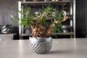 Yahoo!オークション(旧ヤフオク!)の観葉植物の相場・価格を見る｜Yahoo