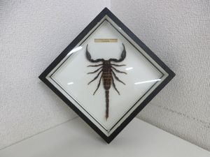 標本 サソリの値段と価格推移は？｜30件の売買データから標本 サソリの