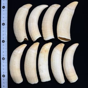 マッコウクジラの歯 約146g 希少 マッコウクジラ歯の値段と価格推移は？｜21件の売買データからマッコウ