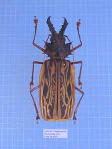☆ペルー産 オオキバウスバカミキリ 90mm(虫類)｜売買された