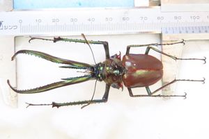 コガシラクワガタの値段と価格推移は？｜21件の売買データから
