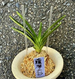 富貴蘭のYahoo!オークション(旧ヤフオク!)の相場・価格を見る｜Yahoo