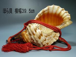 ほら貝の値段と価格推移は？｜62件の売買データからほら貝の価値が