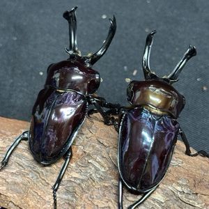 紫紺 ニジイロクワガタの値段と価格推移は？｜158件の売買データから