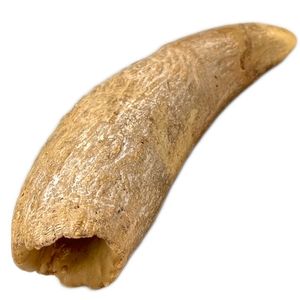 マンモス牙　天然　天然素材　鯨歯　骨董 鯨歯の値段と価格推移は？｜142件の売買データから鯨歯の価値がわかる