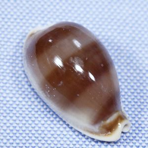 タカラガイの値段と価格推移は？｜136件の売買データからタカラガイの
