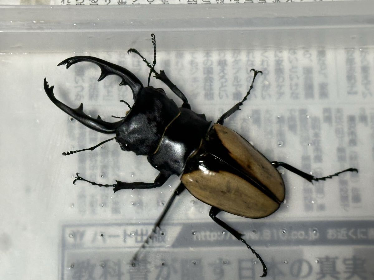 ブルマイスターツヤクワガタの値段と価格推移は？｜66件の売買データ