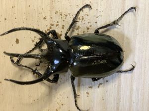 コーカサスオオカブトの値段と価格推移は？｜304件の売買データから