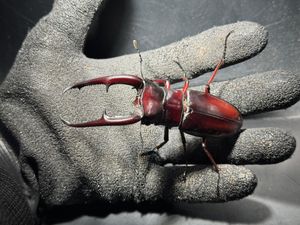 マンディブラリスフタマタクワガタの値段と価格推移は？｜200件の売買