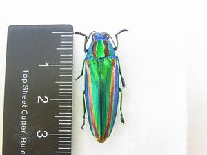 標本 ヤマトタマムシの値段と価格推移は？｜15件の売買データから標本