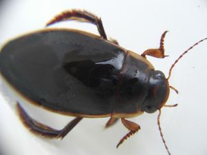 ゲンゴロウの値段と価格推移は？｜71件の売買データからゲンゴロウの