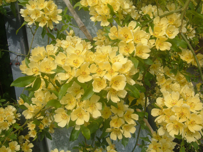 バラ苗 一重の黄花モッコウバラ 可憐な星形つるバラ 香りも バラ 売買されたオークション情報 Yahooの商品情報をアーカイブ公開 オークファン Aucfan Com