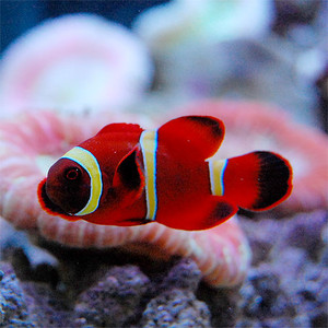 状態良好 スパインチークアネモネイエローバンド 海水魚 売買されたオークション情報 Yahooの商品情報をアーカイブ公開 オークファン Aucfan Com 状態良好 スパインチークアネモネイエローバンド 海水魚 売買されたオークション情報 Yahooの商品情報をアーカイブ公開 オークファン Aucfan Com