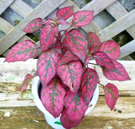 ヒポエステス 赤 3 5号 観葉植物 在庫品 10 観葉植物 売買されたオークション情報 Yahooの商品情報をアーカイブ公開 オークファン Aucfan Com