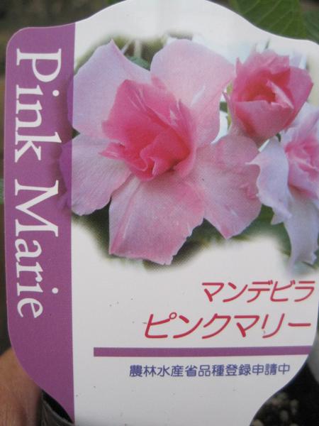 八重咲マンデビラ ピンクマリー苗 可愛いお花を緑のカーテンに その他 売買されたオークション情報 Yahooの商品情報をアーカイブ公開 オークファン Aucfan Com