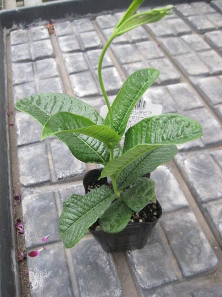 八重咲マンデビラ ピンクマリー苗 可愛いお花を緑のカーテンに その他 売買されたオークション情報 Yahooの商品情報をアーカイブ公開 オークファン Aucfan Com