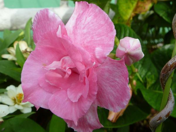 八重咲マンデビラ ピンクマリー苗 可愛いお花を緑のカーテンに その他 売買されたオークション情報 Yahooの商品情報をアーカイブ公開 オークファン Aucfan Com