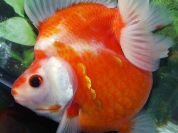 明和Yahoo! だるま琉金(010712) 当歳 12.5cm