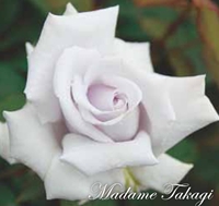 バラ苗 木立 四季 マダム 高木 強香性 大株h6 27 バラ 売買されたオークション情報 Yahooの商品情報をアーカイブ公開 オークファン Aucfan Com