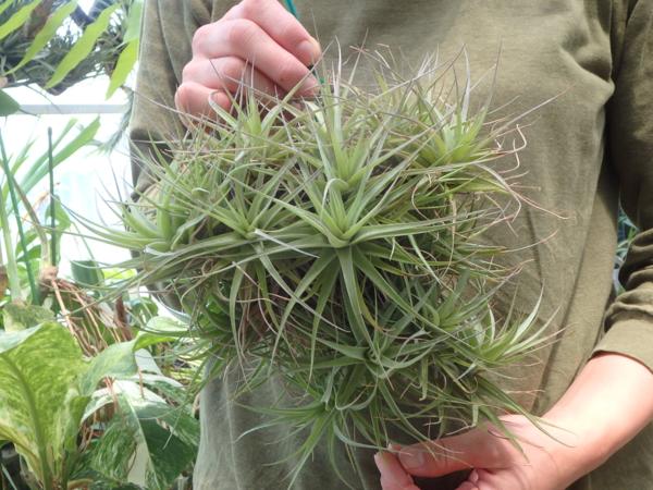 KN　チランドシア　ベルゲリー