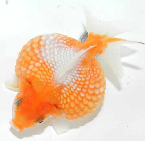 親物■ピンポンパール■ＭＬサイズ150907-2