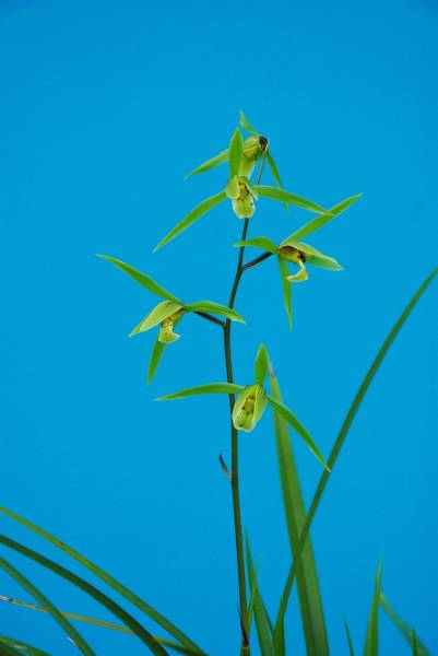 寒蘭　紀州二河谷産　その1　青無店花　花芽付き　_1