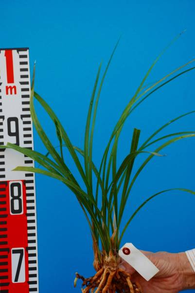 寒蘭　紀州二河谷産　その1　青無店花　花芽付き　_2