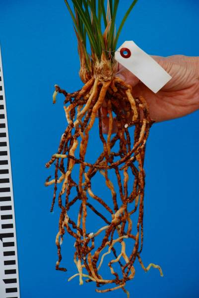 寒蘭　紀州二河谷産　その1　青無店花　花芽付き　_3