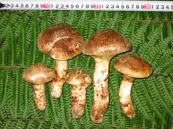 長野県信州産 松茸 475g