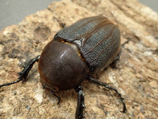 岐阜のタカ◇DH・ヘラクレス♀70mm単品◇793 OAKS