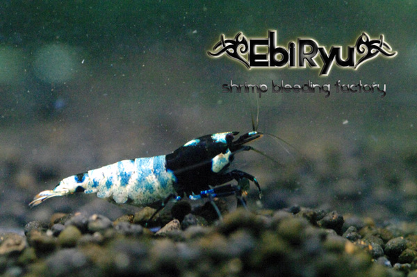 ж海老龍ж　Blueナナピン　抱卵ママ