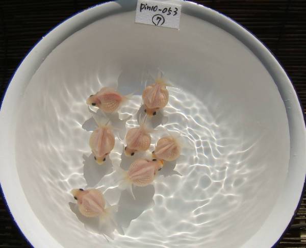 ☆・ピンポン/当歳/７匹・☆ pin10-053