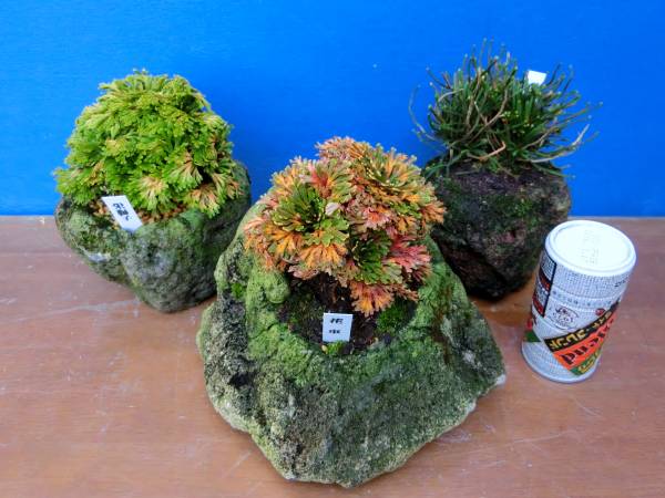 下館泰晃園○巻柏／いわひば○銘品石付３種セット○●