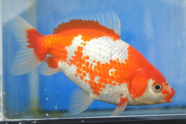 ★★隼人和錦（２歳魚）１５．５ｃｍ★巻木養魚場・鹿児島発！！