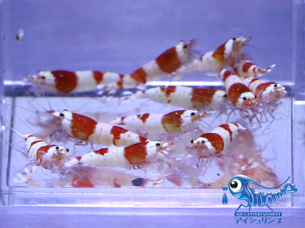 【iShrimp】レッドビーシュリンプ片日の丸10匹＋2匹（保障）